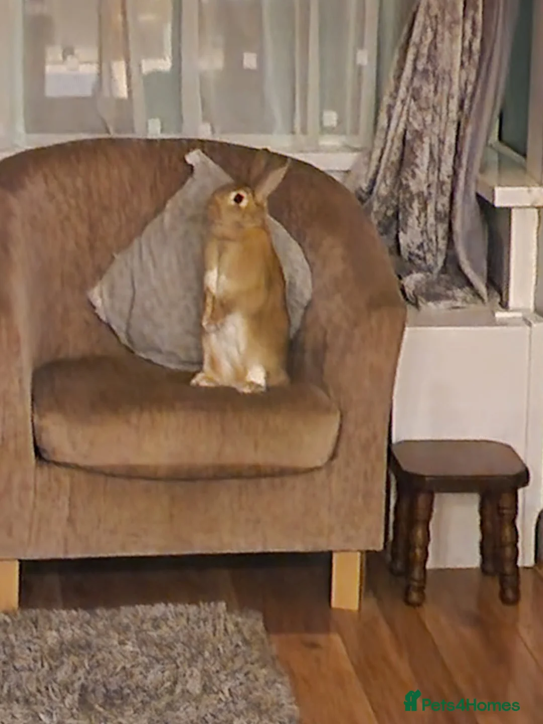 Mixed Breed rabbits for sale: Female indoor rabbit  - Advert 4