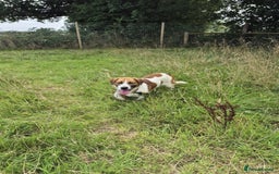 Mixed Breed dogs for adoption: Diego. Badersfield Norfolk  - Image 15