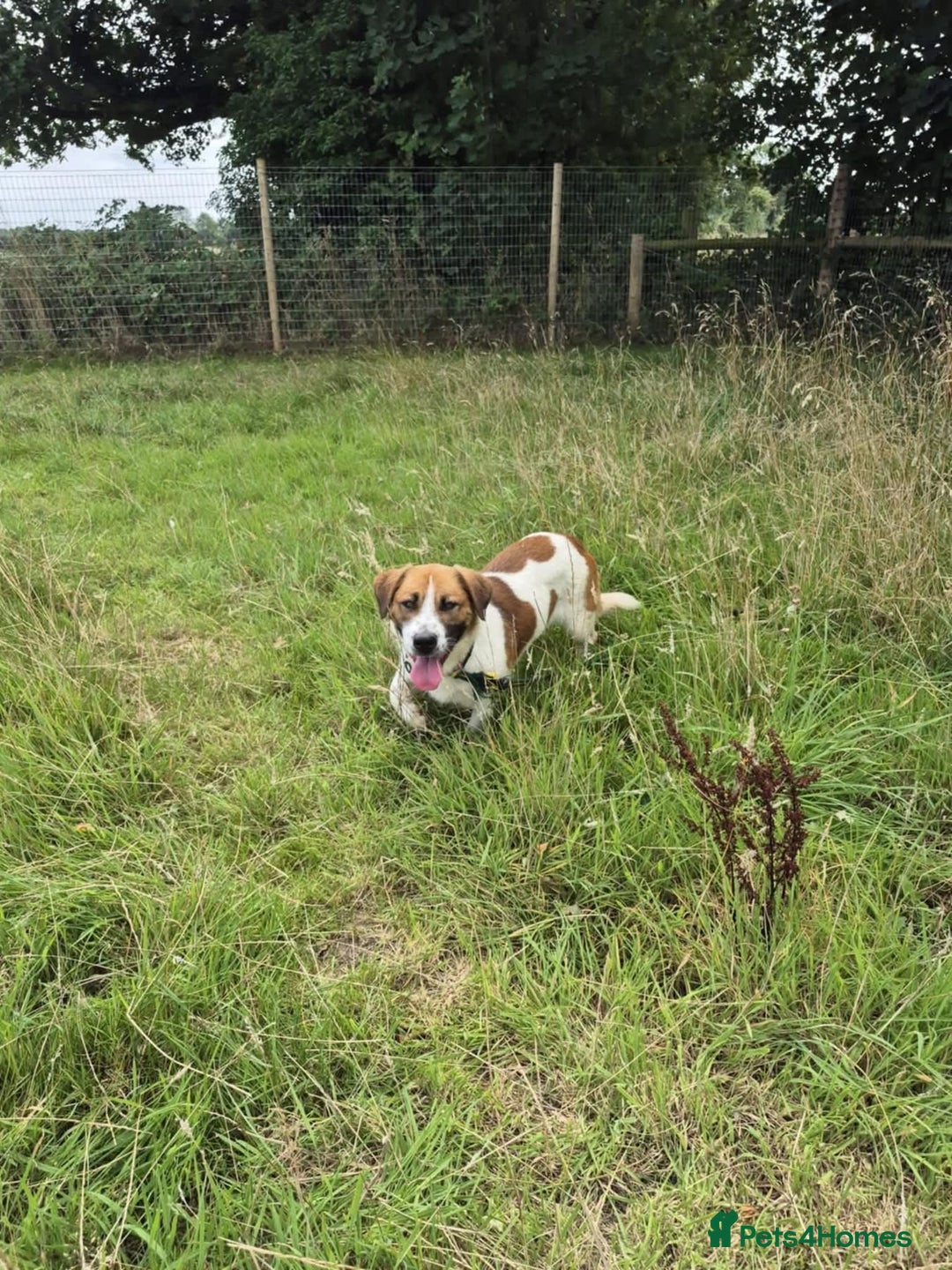 Mixed Breed dogs for adoption: Diego. Badersfield Norfolk  - Image 15