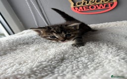 Mixed Breed cats for sale: 4  GORGEOUS TABBY/TORTOISHELL GIRLS.   - Image 19
