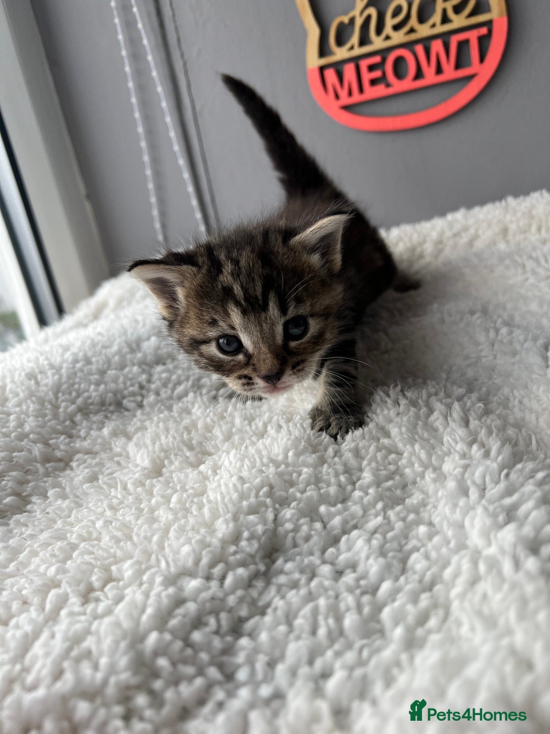Mixed Breed cats for sale: 4  GORGEOUS TABBY/TORTOISHELL GIRLS.   - Image 19