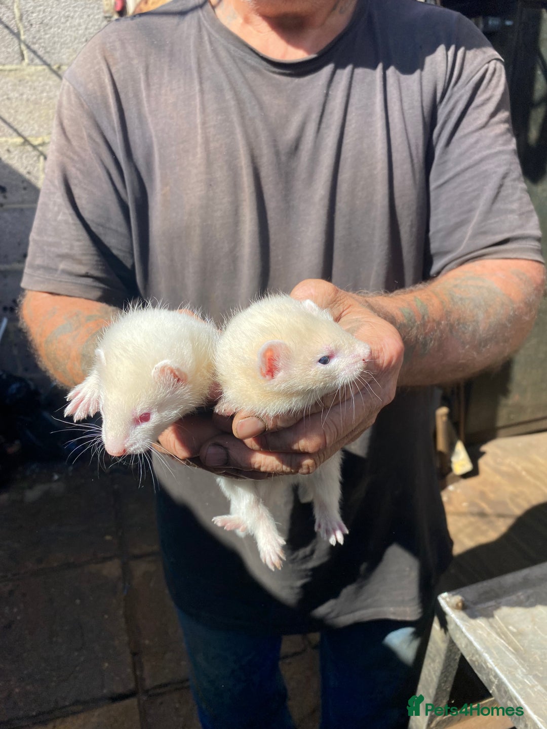 Ferret rodents for sale: Ferrets for sale  - Image 3