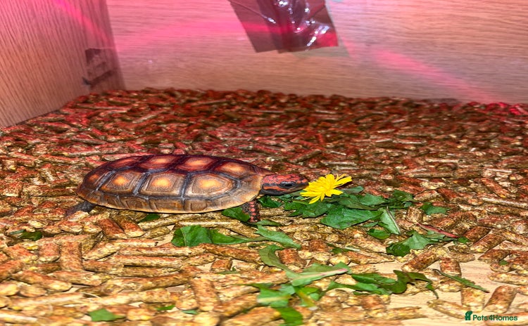 Tortoise reptiles - Advert 1