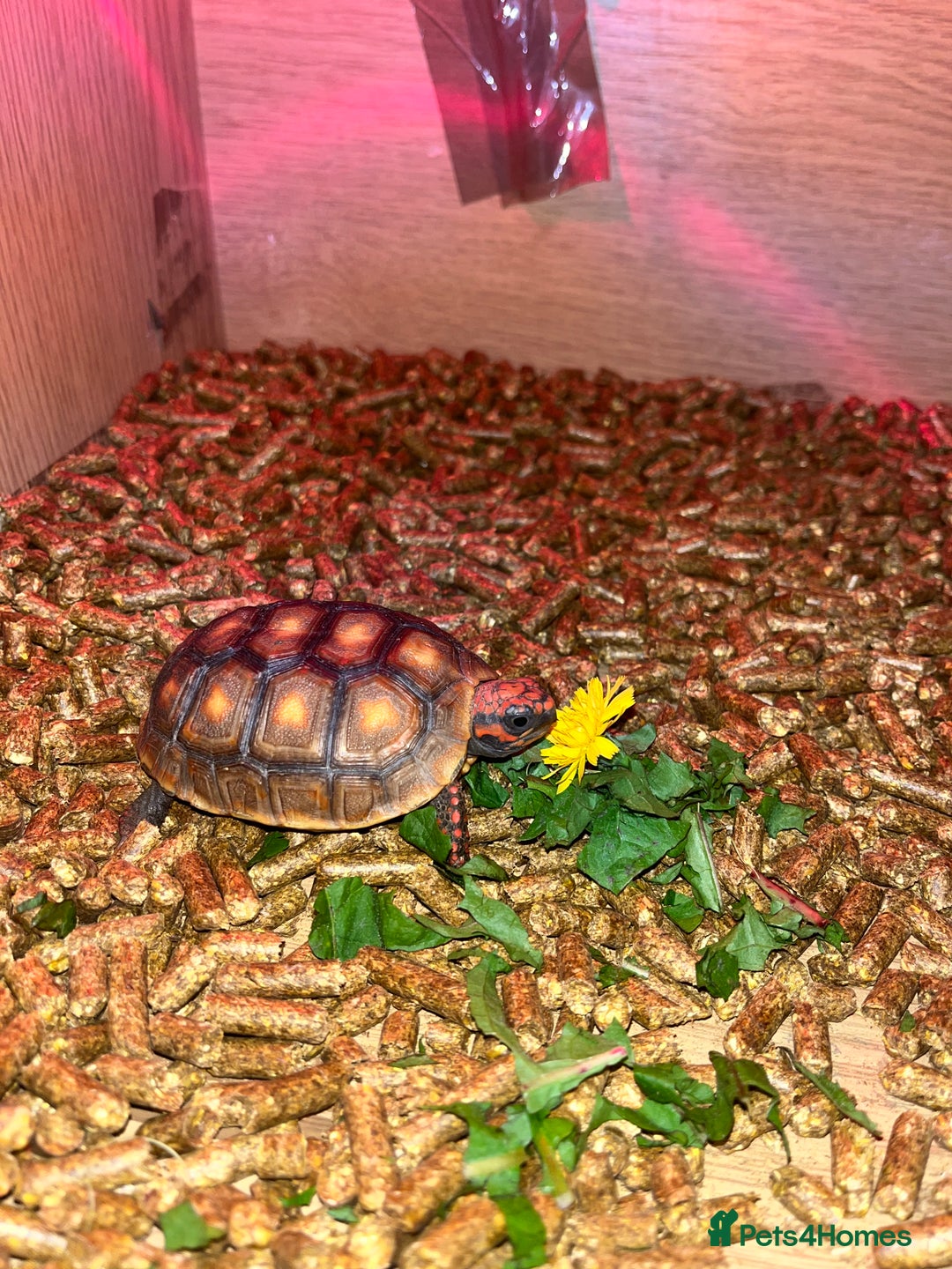 Tortoise reptiles for sale: Baby red foot tortoise  - Image 1