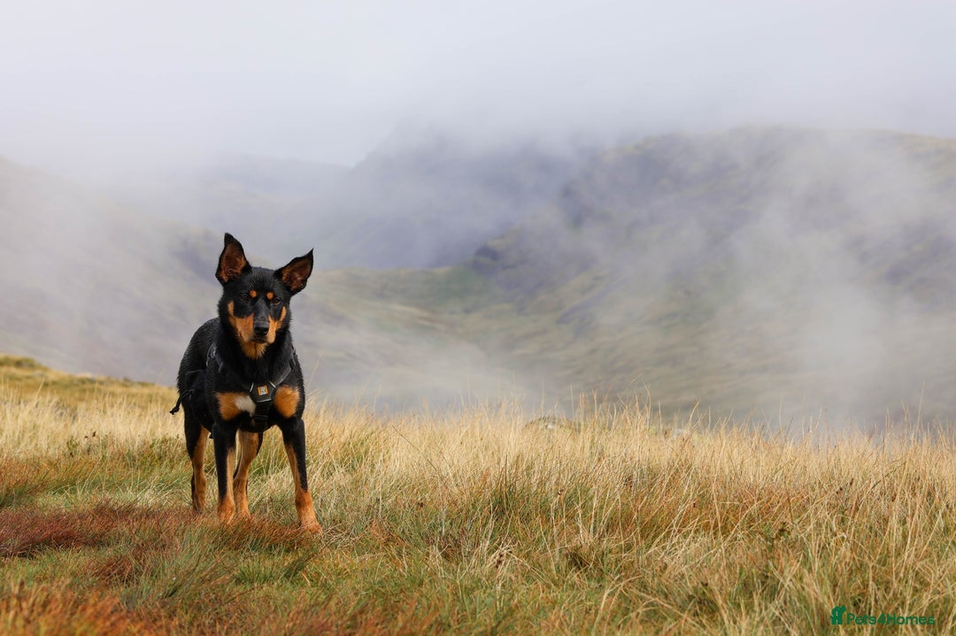 Mixed Breed dogs for sale: Australian Kelpie (75%) x Huntaway (25%) Puppies - Advert 9