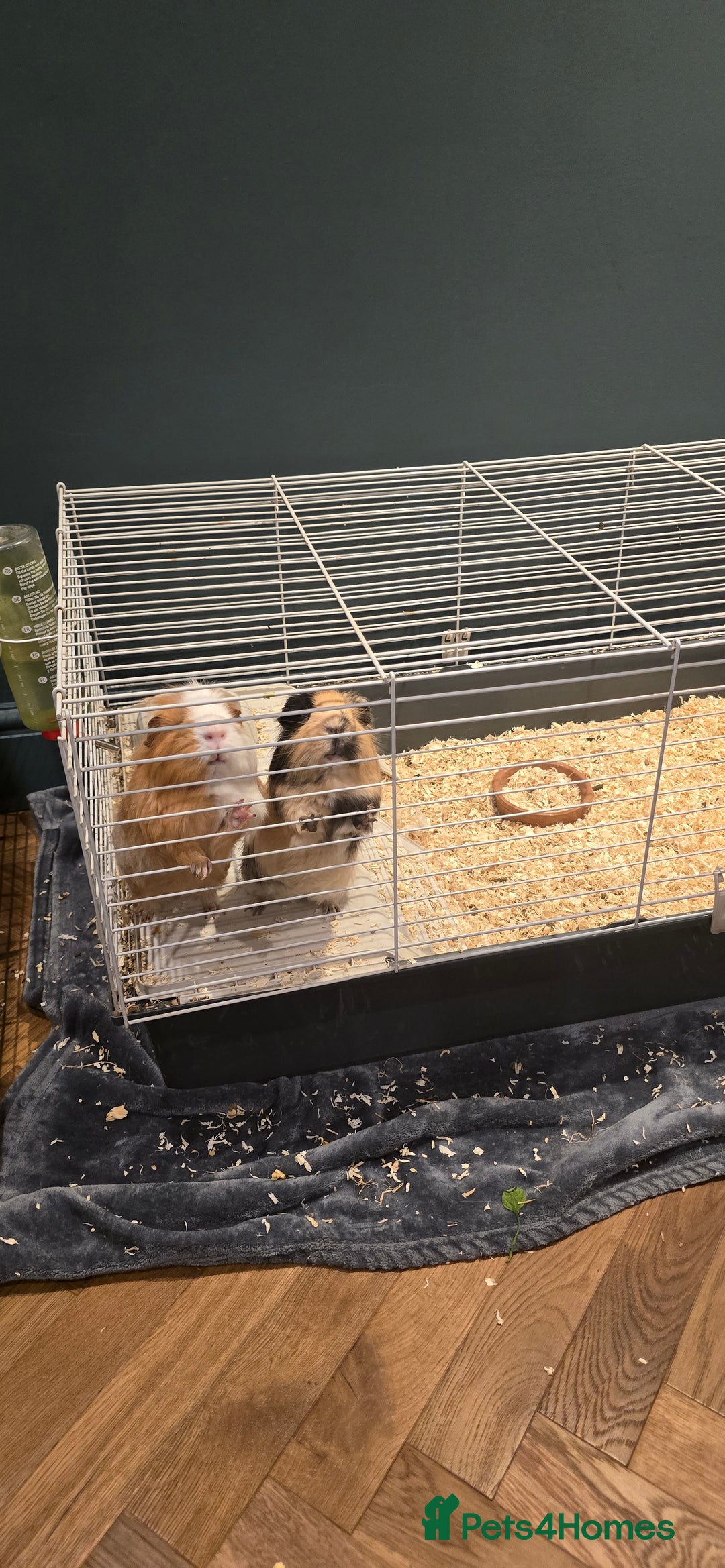 Guinea Pig rodents for sale: 2 Lovely Guinea Pigs for Sale - Advert 4