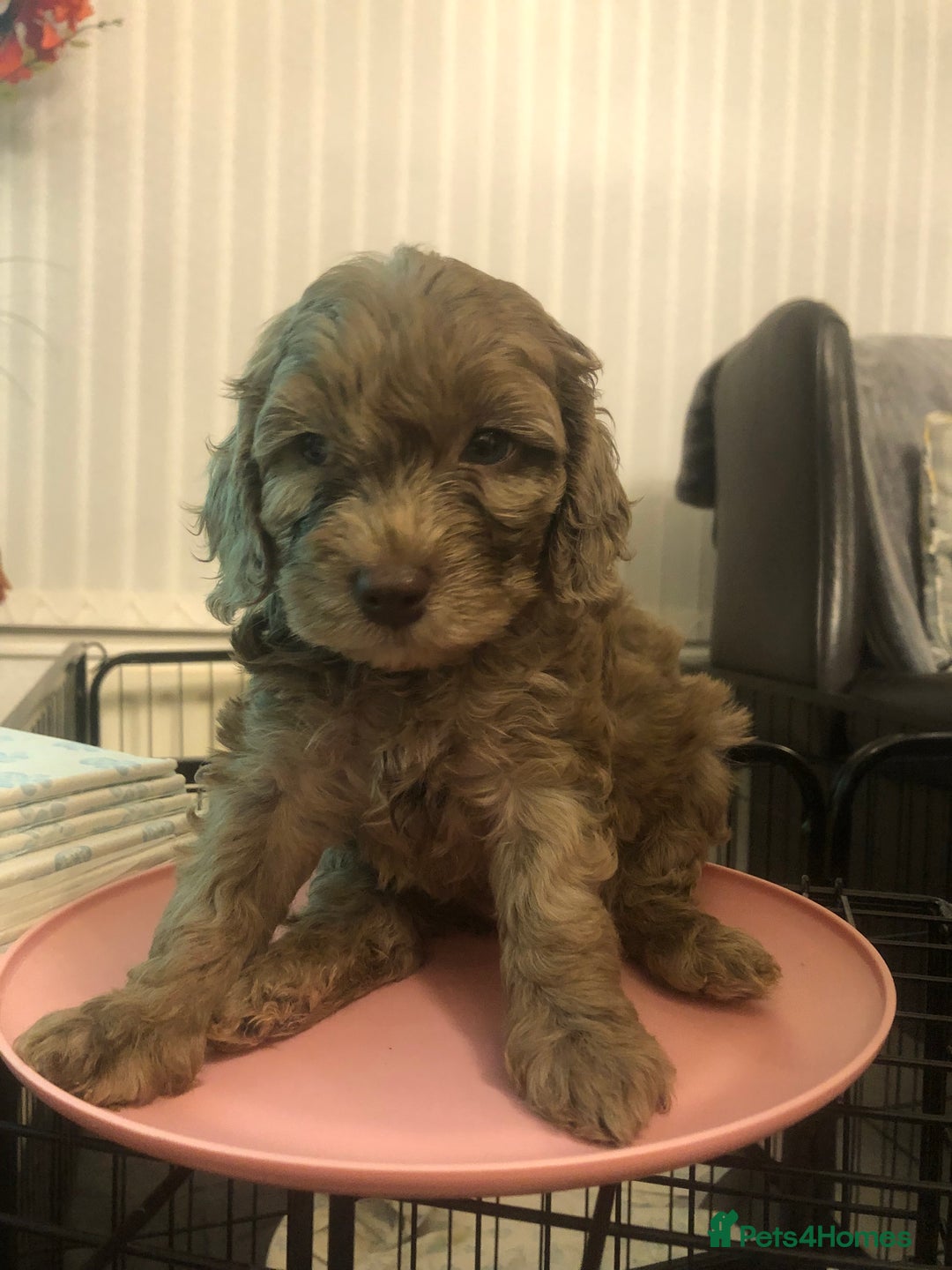 Cockapoo dogs for sale: Miniature Cockapoos F1B  - Image 7