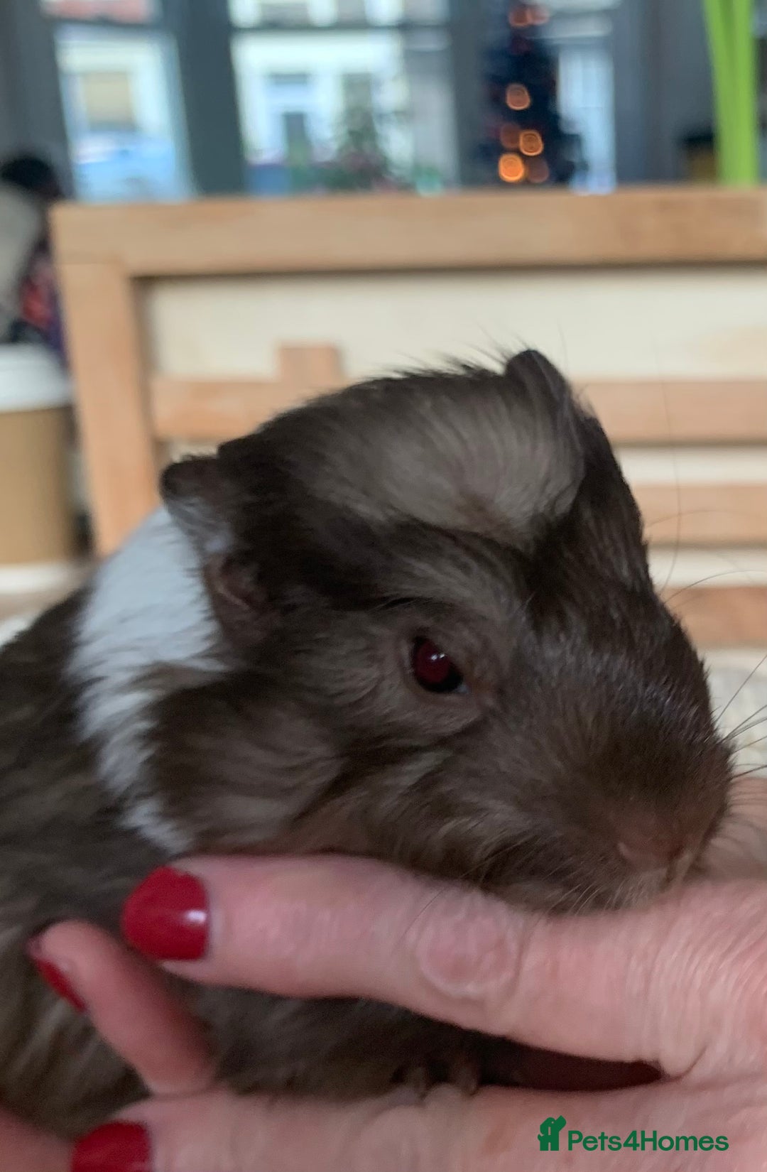 Guinea Pig rodents for sale:  VERY tame, healthy, GORGEOUS baby boy Guinea pigs - Advert 5
