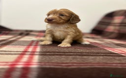 Cockapoo dogs for sale: stunning toy cockapoo  - Advert 4