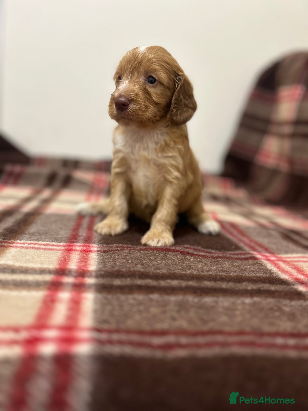 Cockapoo dogs for sale: stunning toy cockapoo  - Advert 4