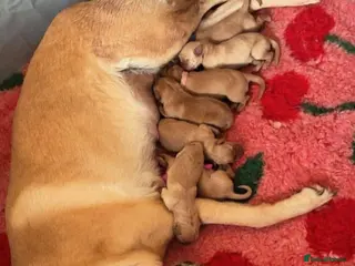 Labrador Retriever dogs 🐾STUNNING FOX RED LABRADOR PUPS🐾 - Advert 1