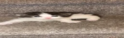 British Longhair cats for sale: Kitten available from 31st in Doncaster - Advert 2