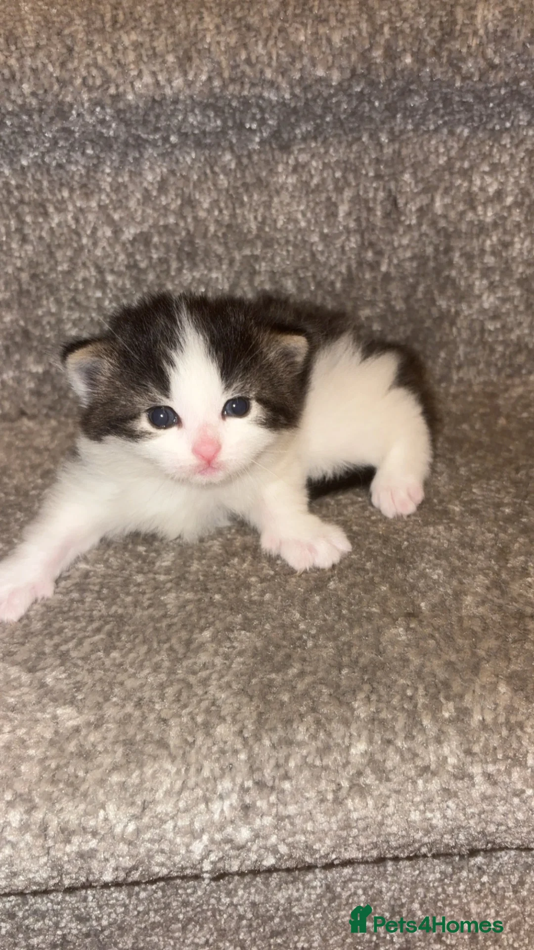 British Longhair cats for sale: Kitten available from 31st in Doncaster - Advert 2