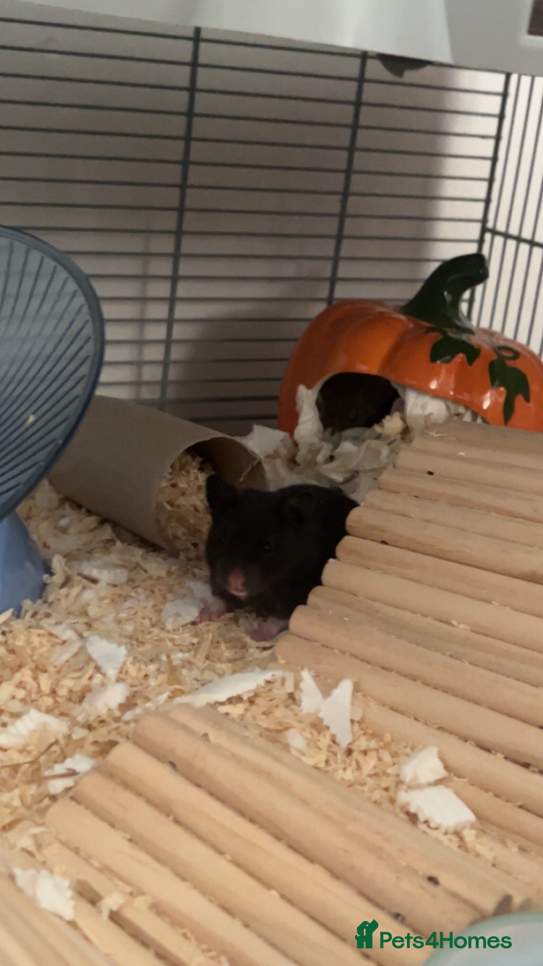 Hamster rodents 4 Hamsters, born 18th August. Looking to Rehome  - Advert 10