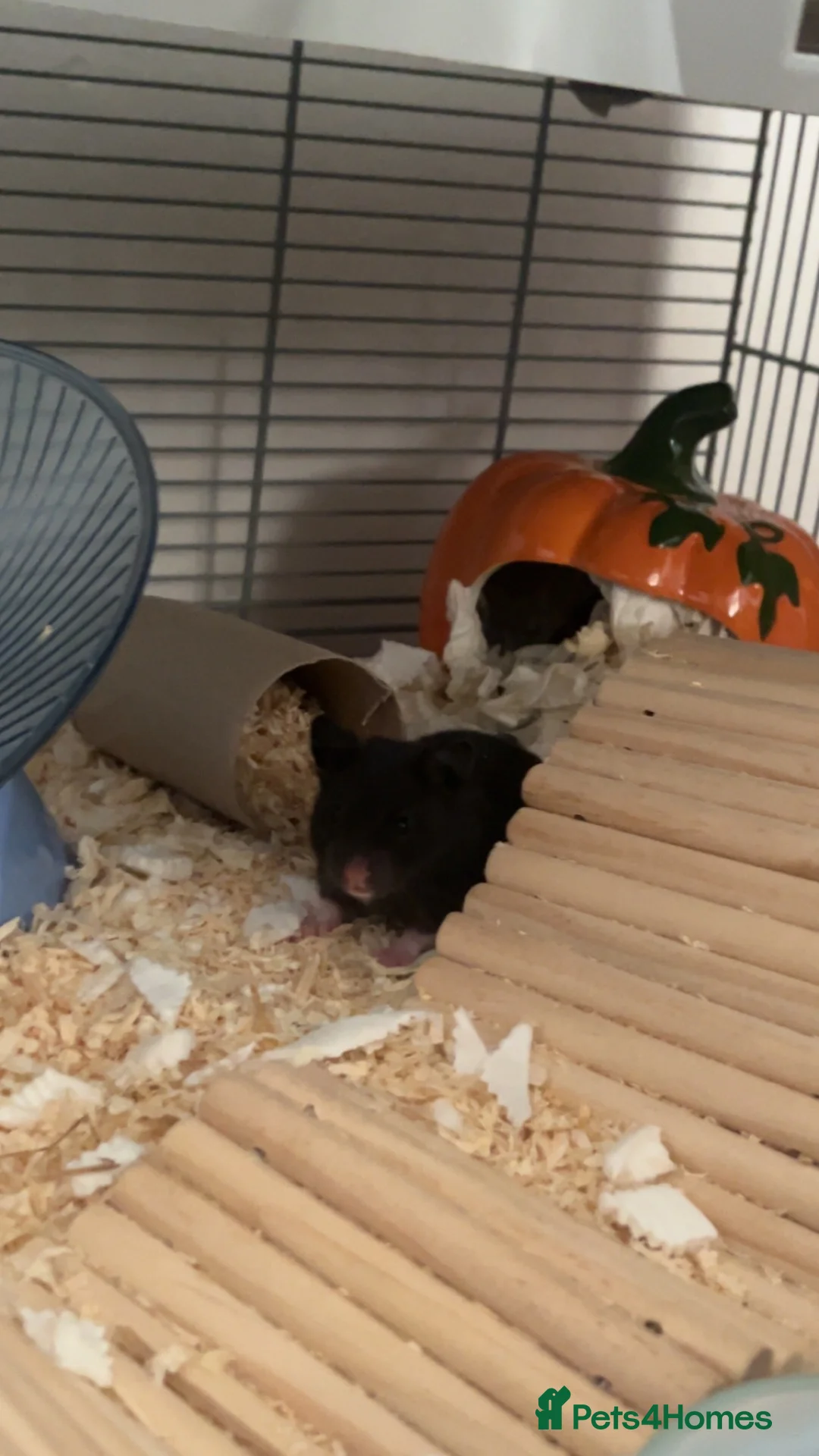 Hamster rodents for sale: 4 Hamsters, born 18th August. Looking to Rehome  in Woodbridge - Advert 1