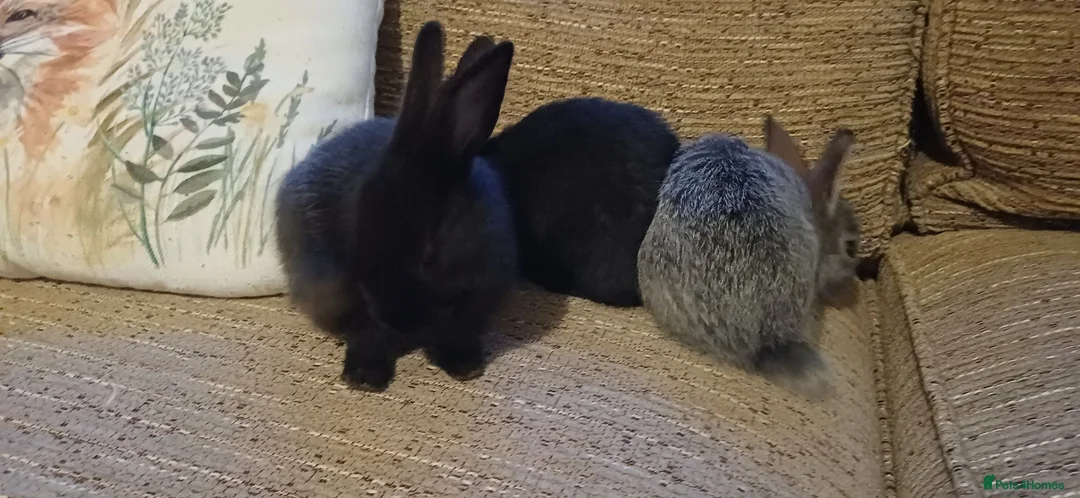 Mixed Breed rabbits for sale: Baby rabbits born 15th June in Scarborough - Advert 6