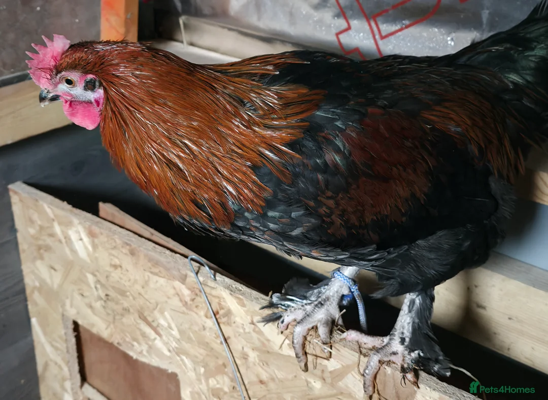 Chickens poultry for sale: Male Chicken  VERY active  - Advert 2
