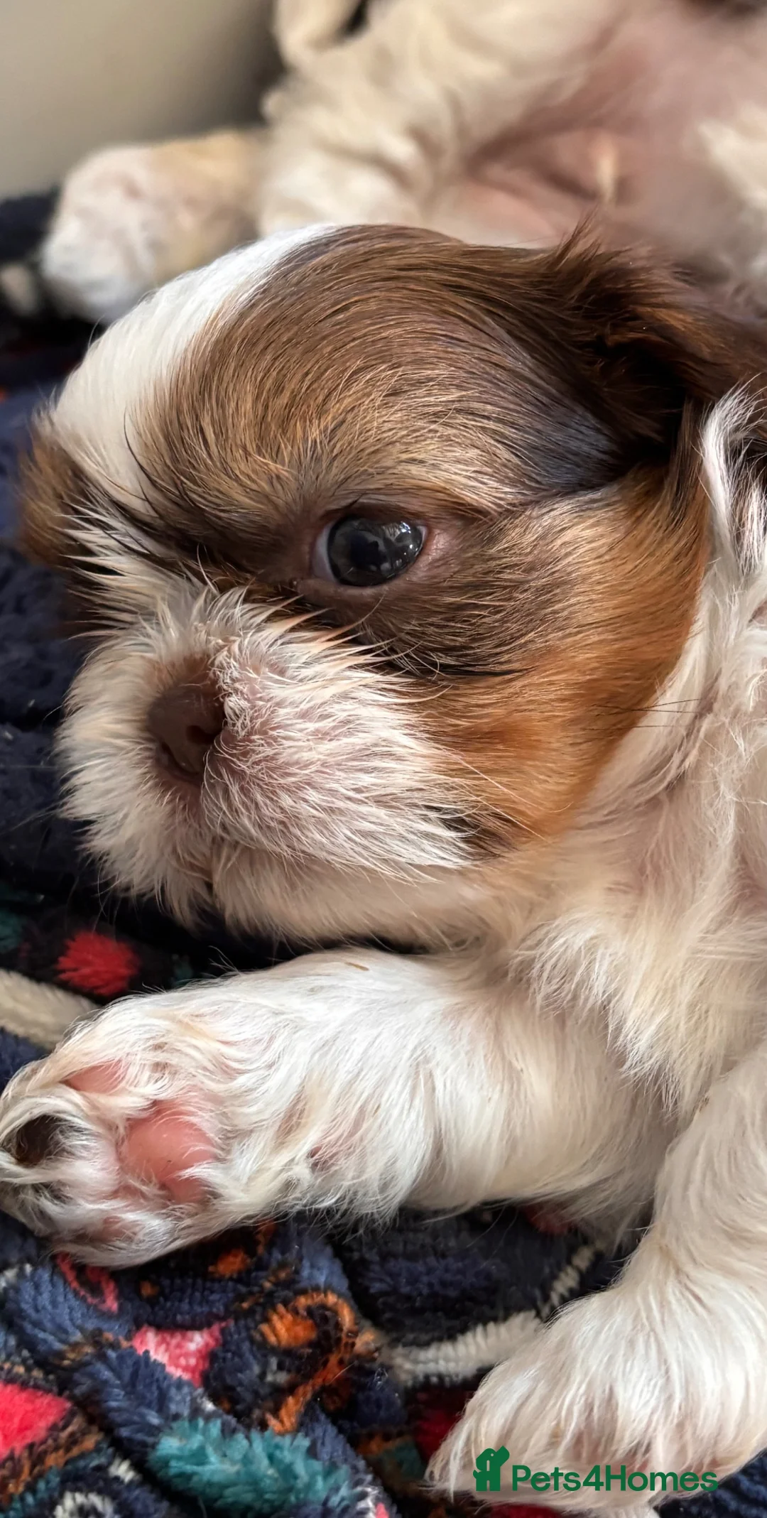 Shih Tzu dogs for sale: 3 gorgeous Shih Tzu puppies.  - Advert 13