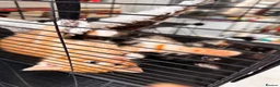 Mixed Breed cats for sale: Sweets without calories!! - Advert 8