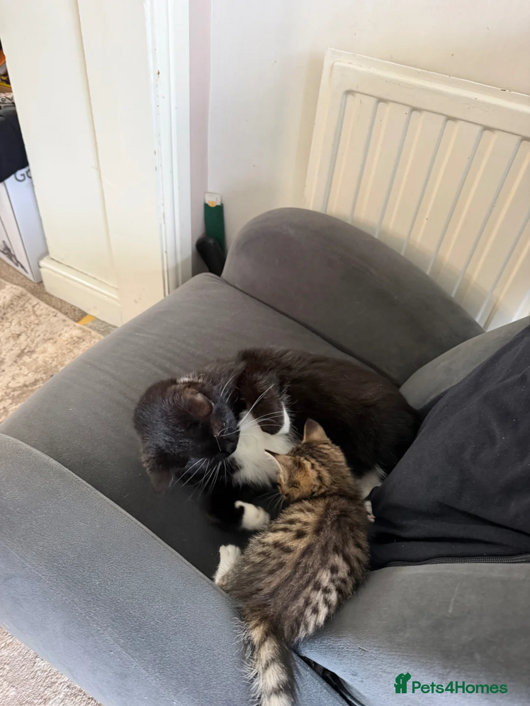 Mixed Breed cats for sale: Beautiful male kitten for sale - Advert 2