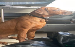 Mixed Breed dogs for sale: Rhodesian Ridgeback Cross Doberman - Image 12