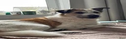 Mixed Breed dogs for adoption: ARTHUR, 5yrs,25kg,great temperament,loves outdoors in Forfar - Advert 3