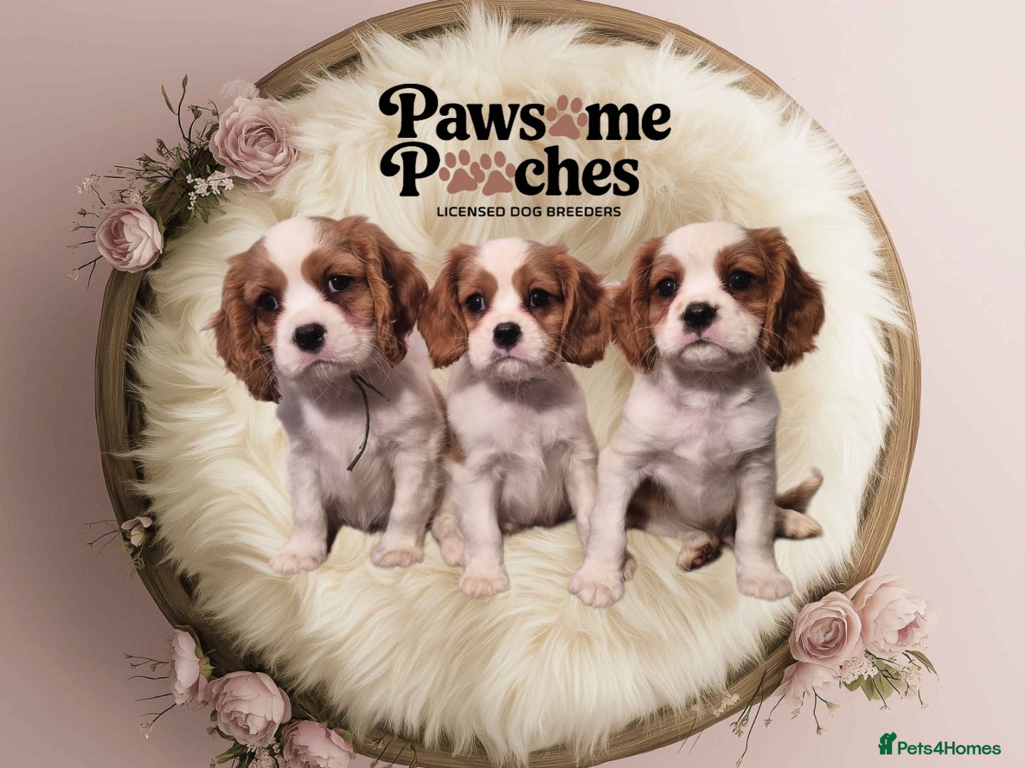 Cavalier King Charles Spaniel dogs 3 boys left ready to go now ❤️ - Advert 13