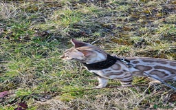 Bengal cats for sale: Stunning Snow bengal for sale!! - Advert 3