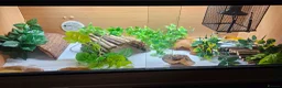 Leopard Gecko reptiles for sale: Leopard gecko full set up ready to go - Advert 2