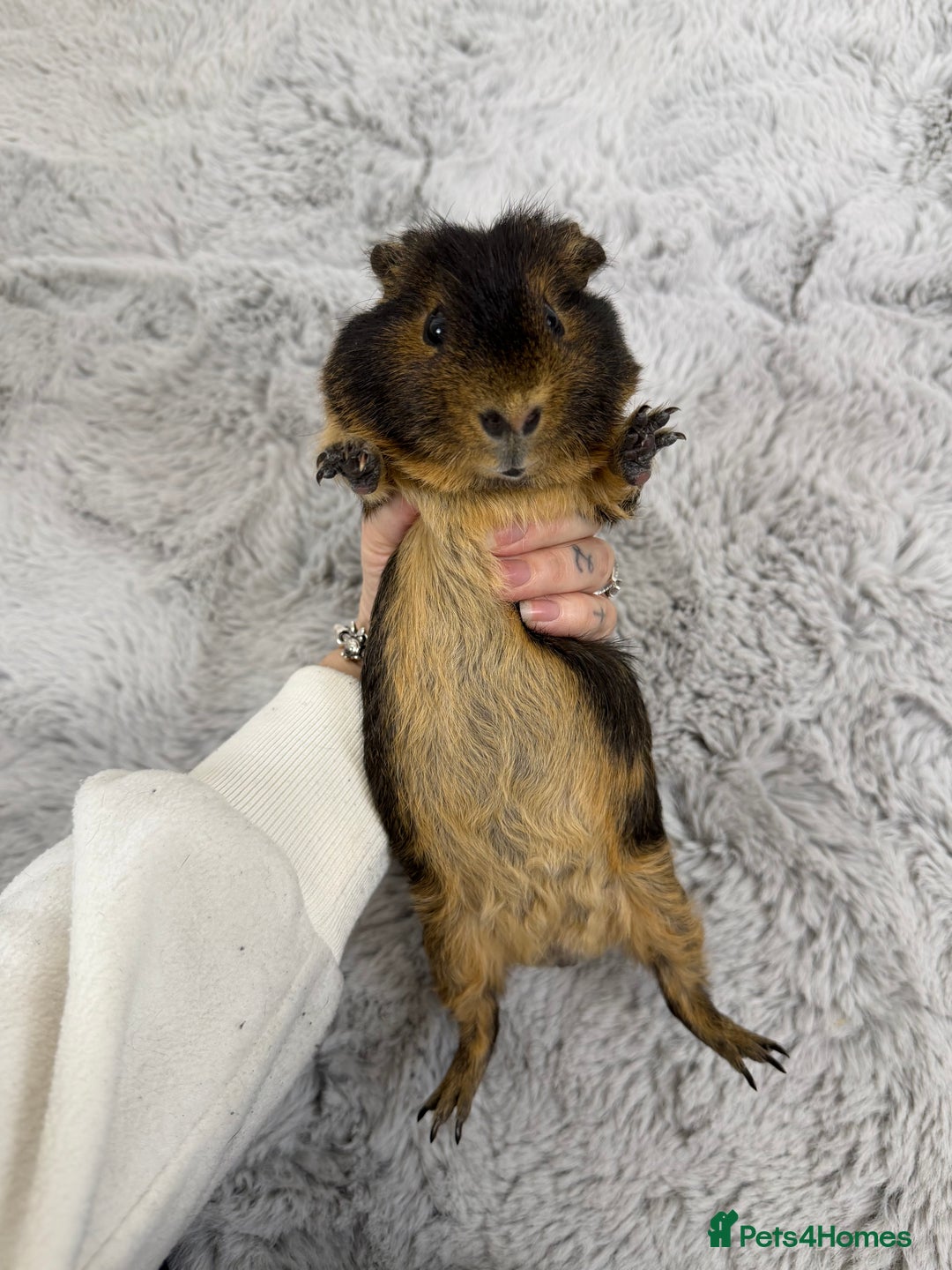 Guinea Pig rodents for sale: Alvin the guinea pig - Advert 1