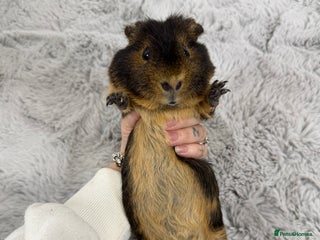 Guinea Pig rodents Alvin the guinea pig - Advert 1