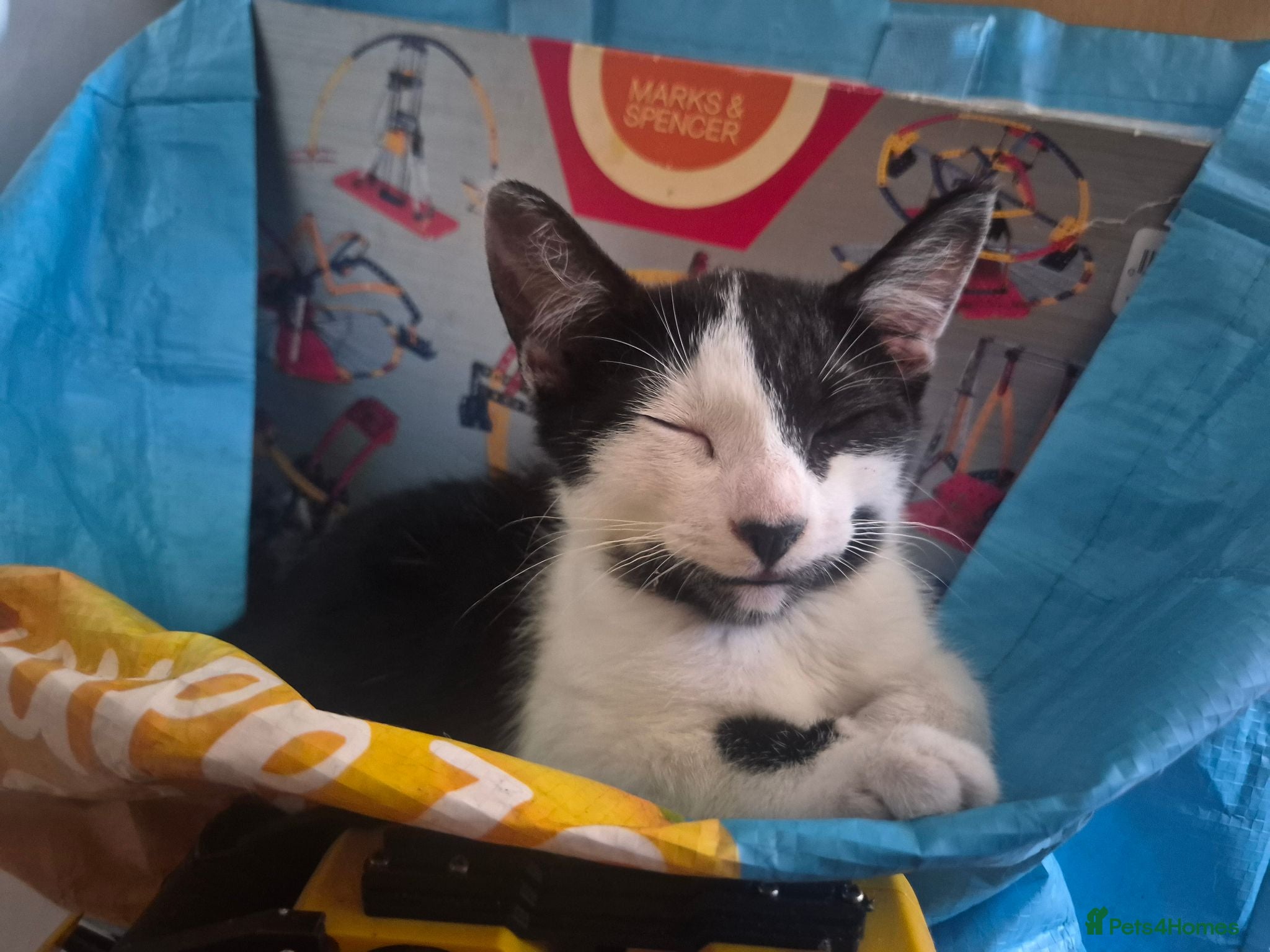Mixed Breed cats Cheeky harlequin kittens - Advert 1