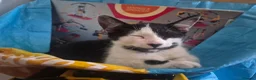 Mixed Breed cats for sale: Cheeky harlequin kittens - Advert 1