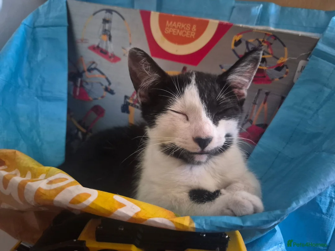 Mixed Breed cats for sale: Cheeky harlequin kittens - Advert 1