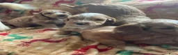 Cockapoo dogs for sale: Beautiful cockapoo puppies for sale  - Advert 4