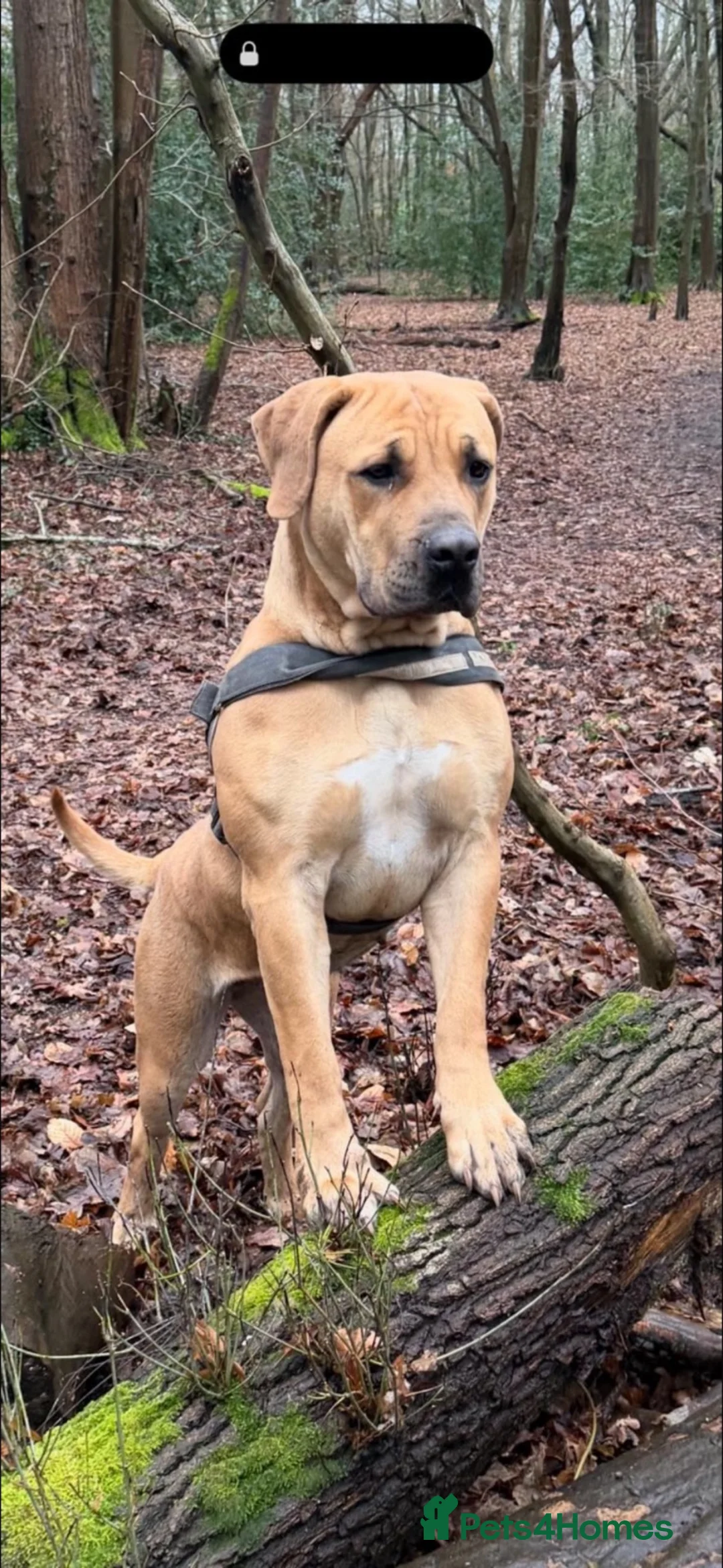Boerboel dogs for sale: beautiful boerboel female  in Hook - Advert 2