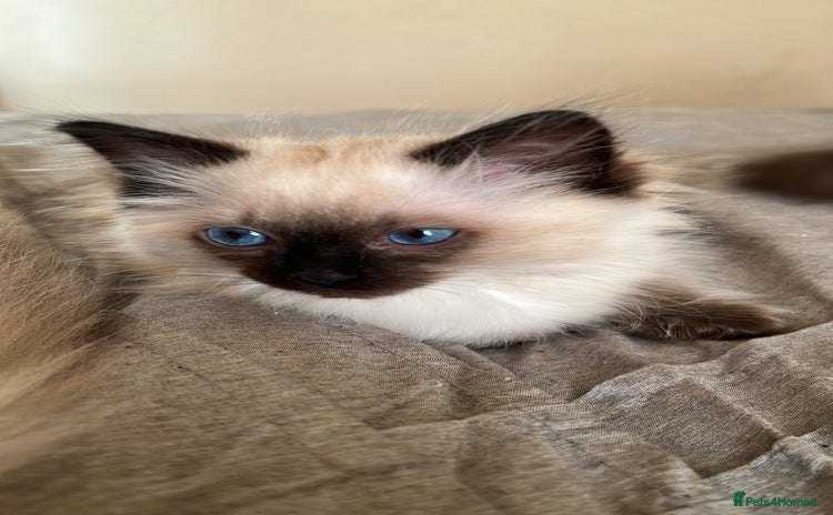 Ragdoll cats - Advert 15