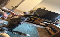 Mixed Breed dogs for sale: Dexter  - Image 2