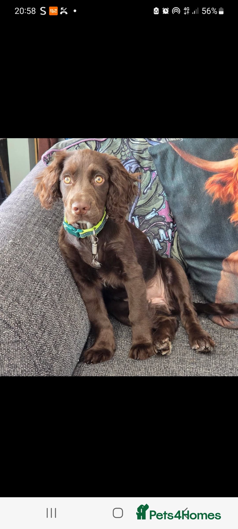 Cocker Spaniel dogs for sale: Cocker spaniel puppies due  - Advert 13