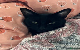 Mixed Breed cats for sale: Lovely little kittens for sale - Image 10