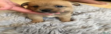 Mixed Breed Puppy 2