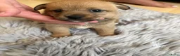 Mixed Breed dogs for sale: German Spitz X Jack Russell  - Advert 7