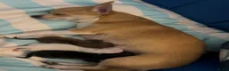 Chihuahua dogs for sale: Chihuahua puppies 2x boys 1x girl  - Advert 16