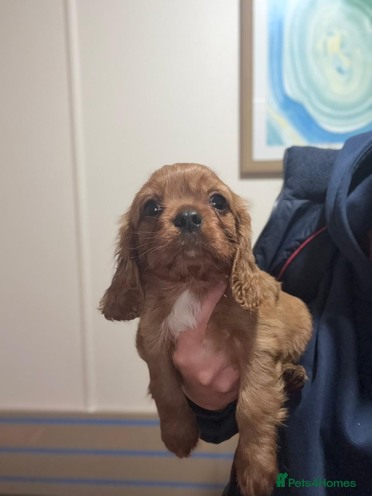 Cavalier King Charles Spaniel dogs Kc fox red Cavalier King Charles - Advert 2