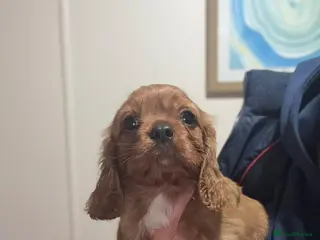 Cavalier King Charles Spaniel dogs Kc fox red Cavalier King Charles - Advert 10