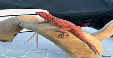 Bearded Dragon reptiles - Advert 16