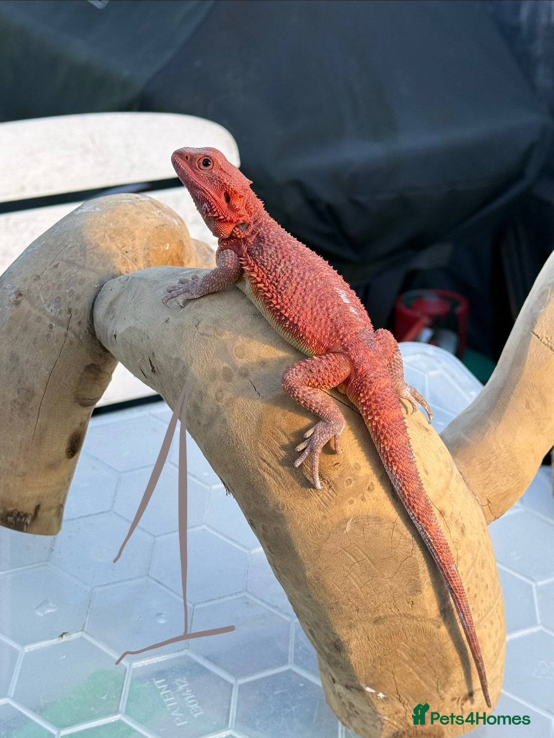 Bearded Dragon reptiles for sale: Bearded Dragon. Red Monster line - Advert 3