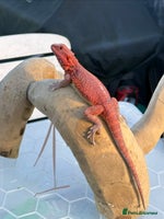 Bearded Dragon reptiles - Advert 6