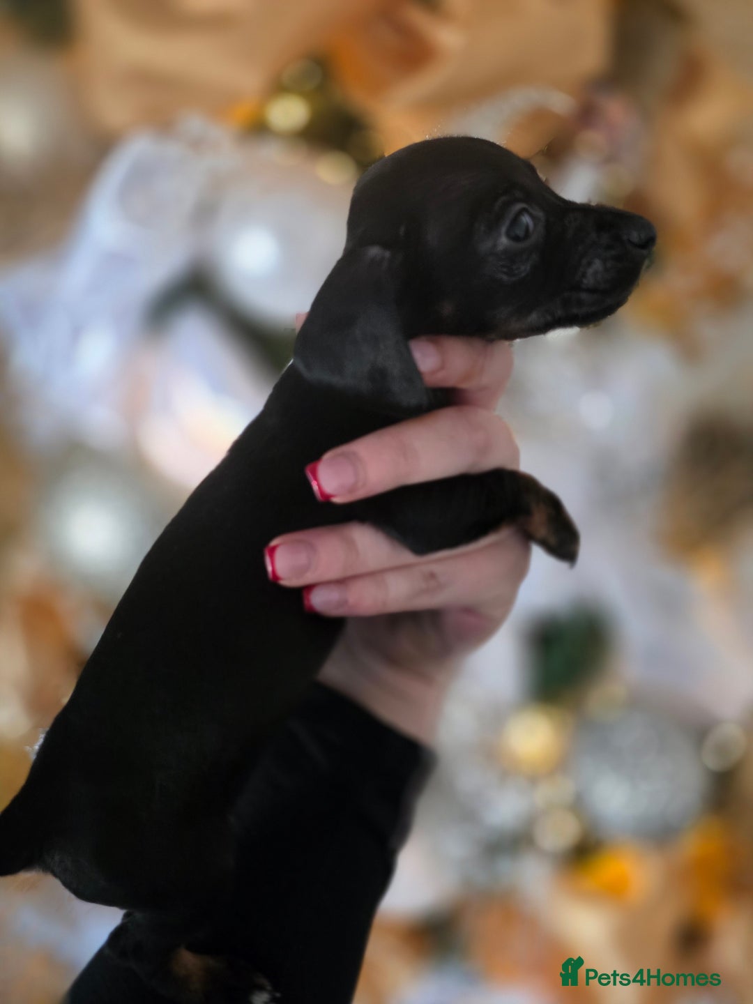 Dachshund dogs for sale: Daschund puppies - Advert 17