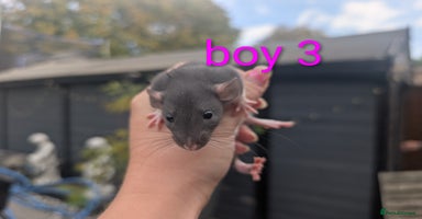 Rat rodents - Advert 12